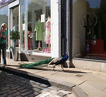 Window Shopping does my butt look big in this? by Alan Findlater
