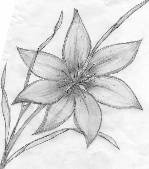 Lily,Pencil Drawing, by