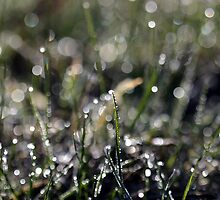 Field Of Sparkles... by Mandy Fox