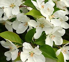 White Blossoms by Stephen Thomas