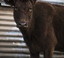 Meatloaf by MagnusAgren