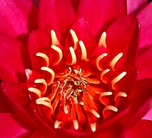 burning heart by Fran E.