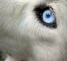 The Look of Love by Barbara Brown