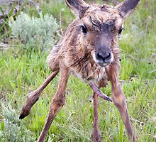 Teetering Antelope Fawn by A.M. Ruttle