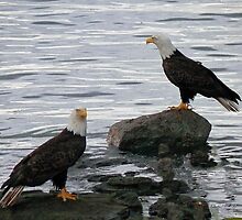 On The Rocks by Gail Bridger
