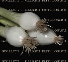 Scallion ~ allium fistulosum by Rosalie Dale