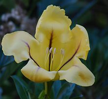 Still Opening by laureenr