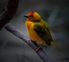 THE YELLOW ONE by Paul Quixote Alleyne