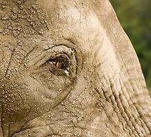 Long Lashes by Vickie Burt