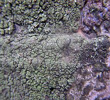 Developing Organisms by ralph arce