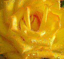 *THE YELLOW ROSE* by Van Coleman