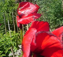 poppy in the wind by cherisong