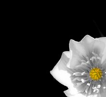 Buttercup Medley..... by DoreenPhillips