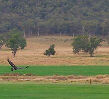 The Eagle takes flight by Stephen Bennetts