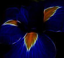 Iris Dance To Life by laureenr