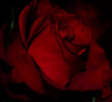 Velvet Love by laureenr