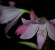 Softly Pink by laureenr