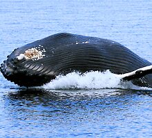 Rorquals by Gina Ruttle (Whalegeek)