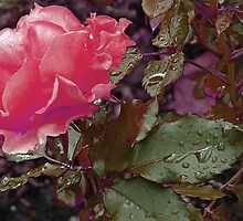 Stop and smell the roses by loochi