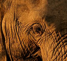 Elephant close up by Graeme Shannon