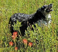 Buddy says, Hey Uncle Denny I found Indian Paintbrushes! by Edward Henzi