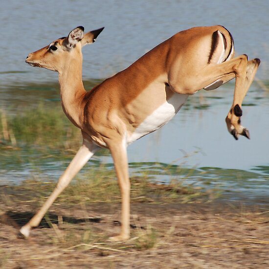 Botswana, Africa by Adrian