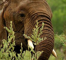 Elephant in the rain by Graeme Shannon