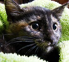 Stray Kitten by angelandspot