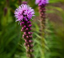 tall blazing star 2 by Michael Garson