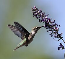Hungry Hummer... by Gregg Williams
