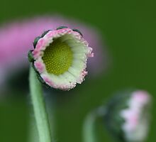 Waking Up by Joy Watson