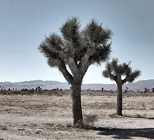 GRAY DESERT LAND by Paul Quixote Alleyne