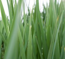 Blades of Grass by AriseShine