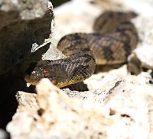 Snake on a wall by mimialanjo