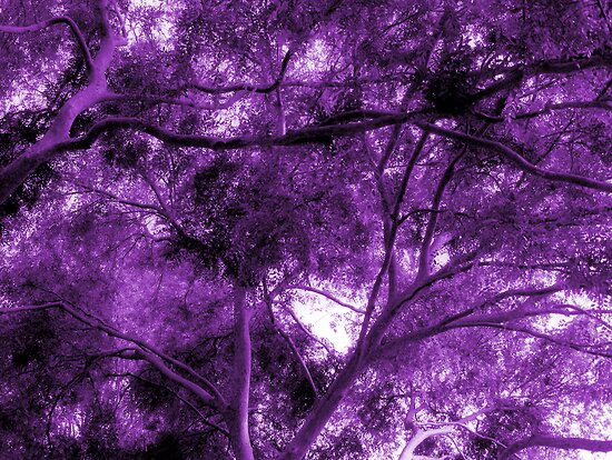 purple tree photography