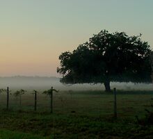 A tree Grows in Alva by Isa Rodriguez