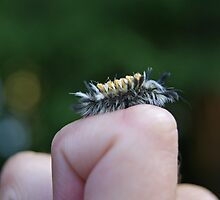 Fuzzy by Richard Williams