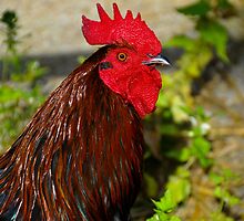 Wakey Wakey by Pat Shawyer