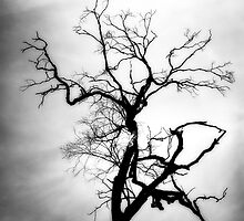 Echoes of my mind by Vikram Franklin