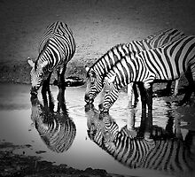 Zebras pause by Saka