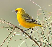 Orange Chat taken at Eyre Creek in the Simpson Desert by Alwyn Simple