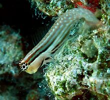 Blenny by cooperscuba