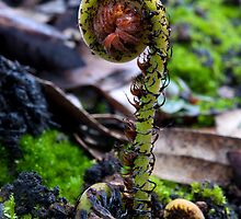 Emerging by Travis Easton