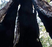 Looking through a Giant Tingle tree by pennyswork
