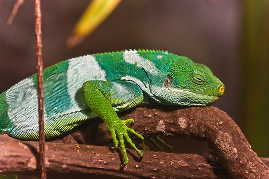 fijian banded iguanas