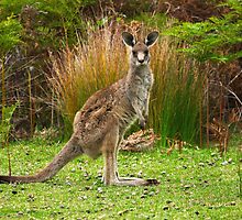 Eastern Grey Kangaroo by Darren Stones