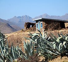 House of Aloe by Lauren Barkume