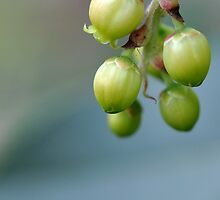 Tiny Green Tree Pods by chijude