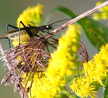 The Black-horned Tree Cricket by DigitallyStill