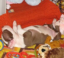 Bosco - Asleep With His Toys by Ginny York